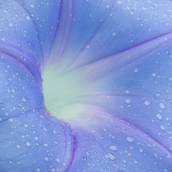 Douglas Page Photographic Arts - Morning Glory, Aluminum - Prints And Posters