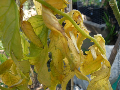 Leaves Turning Yellow On Young Tomato Plants - Tomato Plant Leaves Turning Brown And Curling