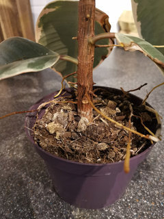 Time to repot my rubber plant? | Houzz Forum