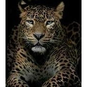 Raed Rajab's photo