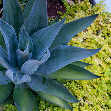 Oakland Rockridge Garden