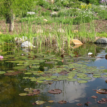 Koi Ponds and Water Gardens