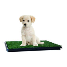 dog products
