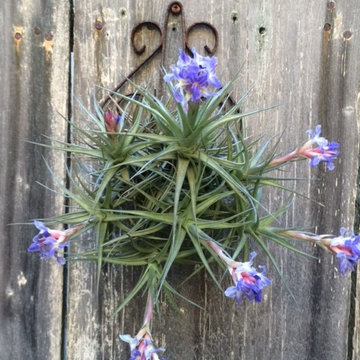 Random Photos from Gardens I Care For