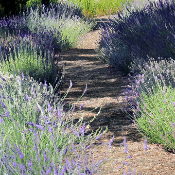 Landscape Designer Cannes | The Scents of Provence