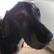 Josh Yoakum's photo