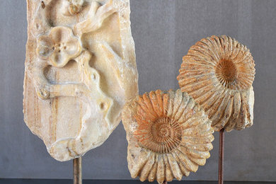 California Marble and Agadir Ammonites