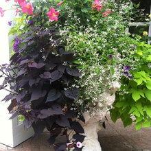 yard and flowers