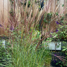 Ben&Rosie - Garden Ideas