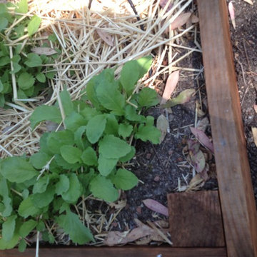 ebay, inc. Corporate Vegetable Garden Installation & Employee Garden Education