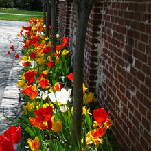 Spring blooms
