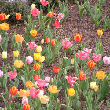 'Big Ups' perennial tulip mix is three bloom periods in mix
