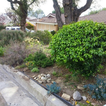 La Crescenta River Bed Project
