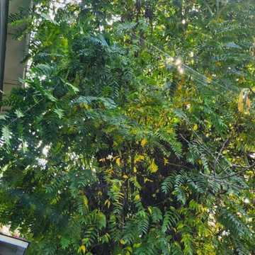 Greenview Tree Care