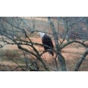 Robert Yancey's photo