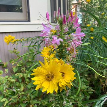 West Boulder Rain Garden Detail