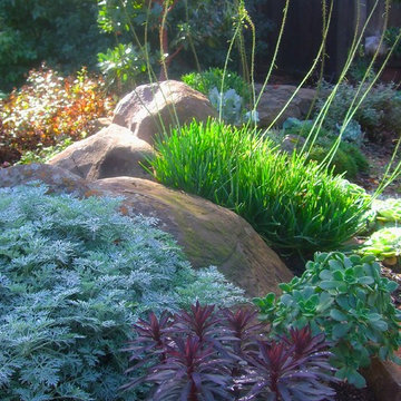 Boulders, Foliage, Texture