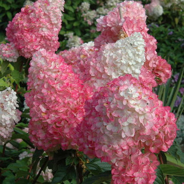 Tudor Estate - Rye, New York