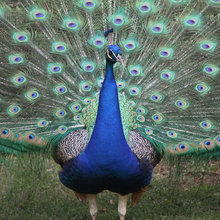 peacocks