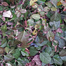 Groundcover