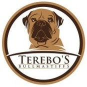 Terebo's Bullmastaffs's photo