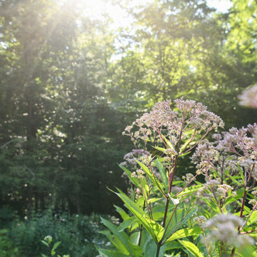 Pollinator Garden McLean, Va