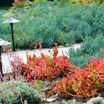 drought tolerant conversion with color