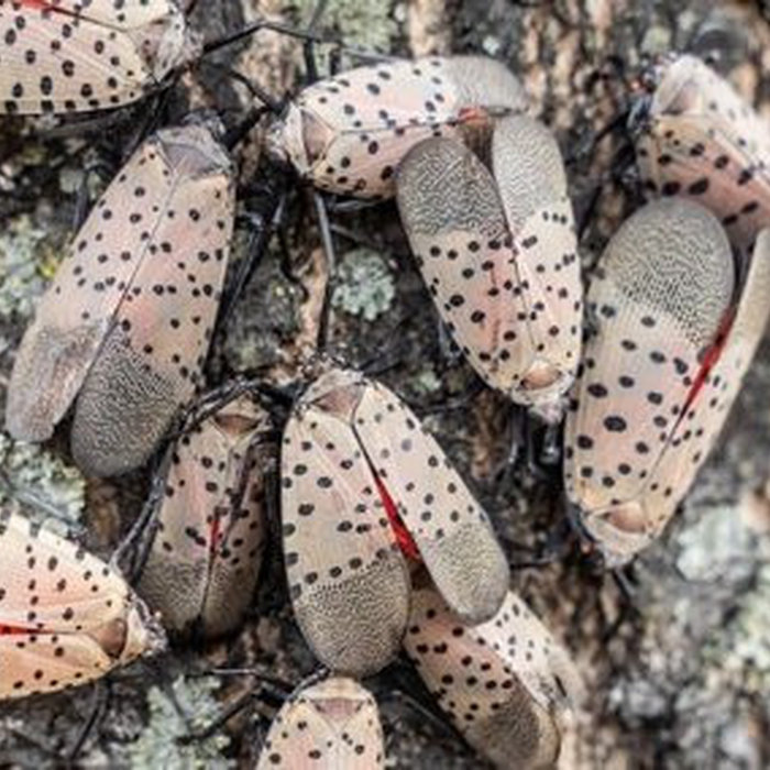 Spotted Lantern Insect Found on Trees by Peter Atkins and Associates