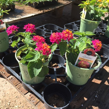 Drought Tolerant Plants