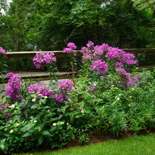 Cottage Gardens, Decor and Must Haves