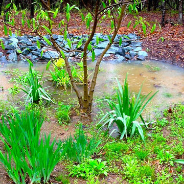 Green Springs: Growing a New Old Garden