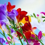 Audrey Land's photo