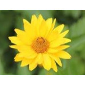 Ann Darseh Simmons's photo