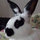 patty_stephens