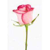 Mary Rosa's photo