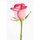 Mary Rosa