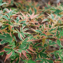 Japanese Maples