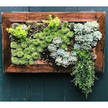 Succulent living wall