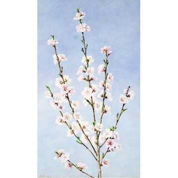 John William Hill Peach Blossoms, 18"x27" Wall Decal Print