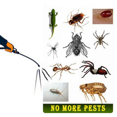 Residential Pest Control Canberra