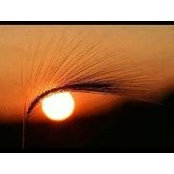 Khalid Mohammed's photo