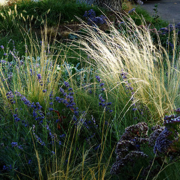 Naturalistic Front Yard
