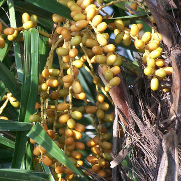 Plants To Enhance