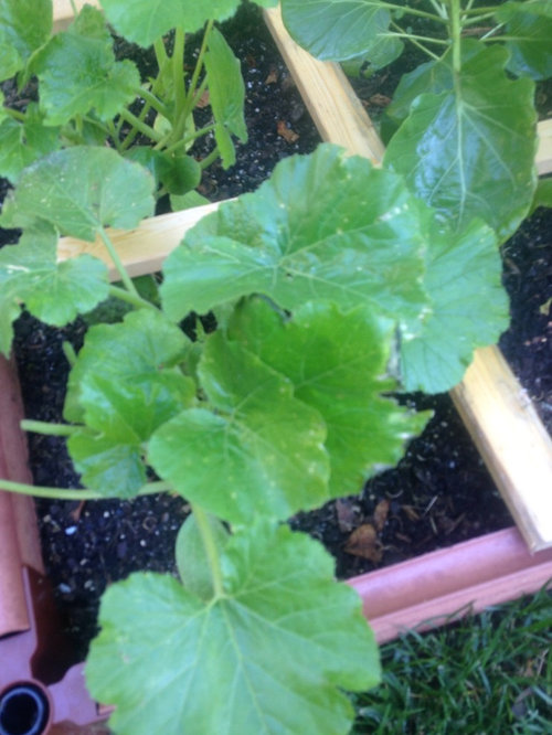 Spots on squash leaves