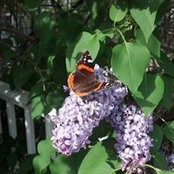 Lori DeYoung's photo