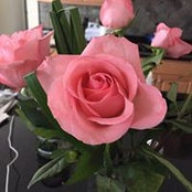 Anne DiGiovanni Low's photo