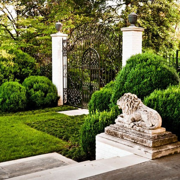 Boxwood