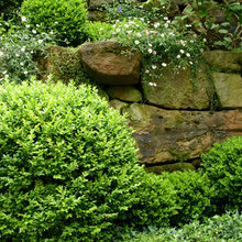 Flowers/shrubs