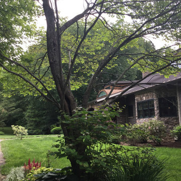 Saving redbud tree
