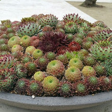 Cactus & succulents